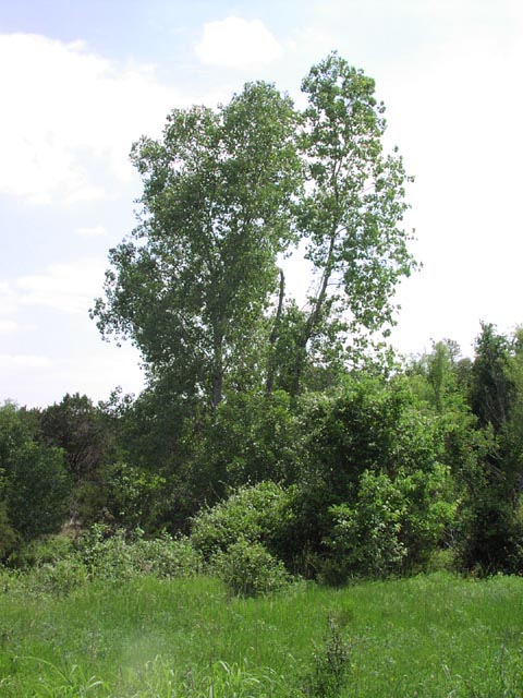 Populus deltoides habit.jpg (86523 bytes)