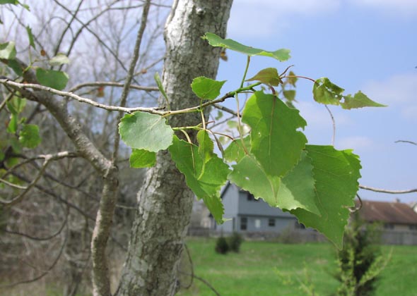 Populus deltoides leaves1.jpg (47200 bytes)