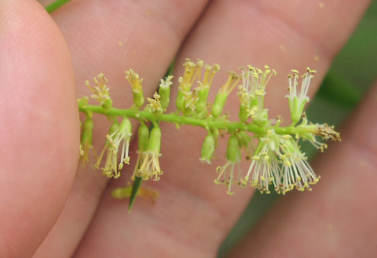 Salix nigra flowers.jpg (34109 bytes)