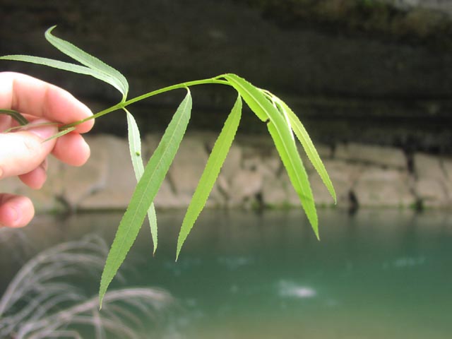 Salix nigra leaves1.jpg (34785 bytes)