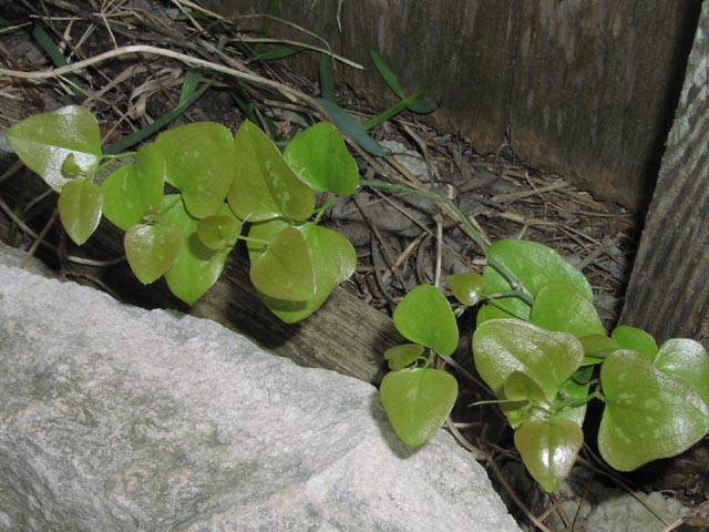 Smilax bona-nox youngleaves3.jpg (72186 bytes)