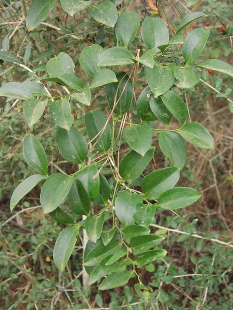 Smilax tamnoides zigzag.jpg (79757 bytes)