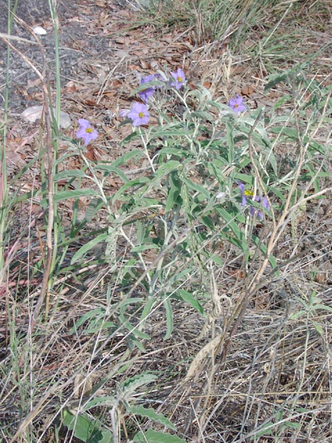 Solanum eleagnifolium habit2.jpg (131316 bytes)