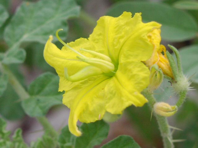 Solanum rostratum flowercloseup.jpg (35168 bytes)