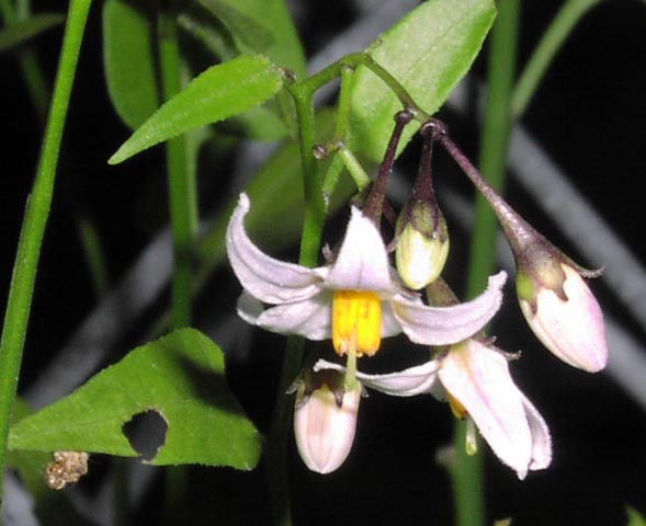 solanum.triquetrum.flw2.jpg (43687 bytes)