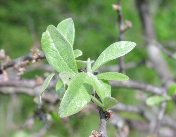 Bumelia lanuginosa hairyleaves.jpg (39652 bytes)