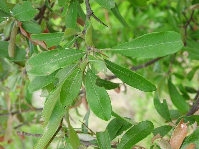 Bumelia lanuginosa leaves1.jpg (59056 bytes)