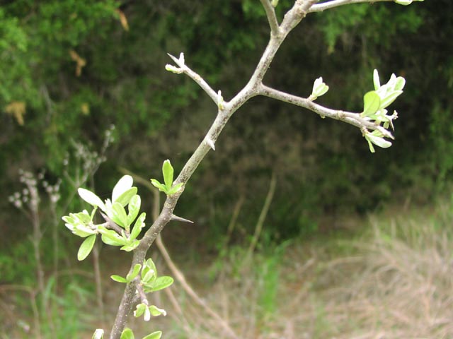 Bumelia lanuginosa thorns1.jpg (48430 bytes)