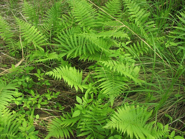 Thelypteris kunthii habit.jpg (124361 bytes)