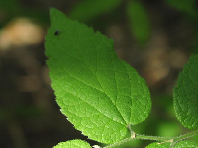 Celtis reticulata youngleaf.jpg (33071 bytes)