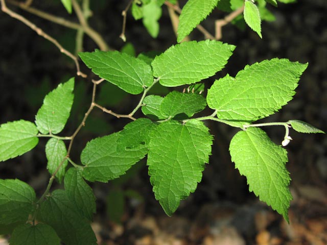 Celtis reticulata youngleaves2.jpg (60251 bytes)