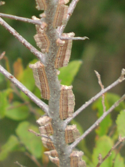 ulmus.crassifolia.wings.jpg (57409 bytes)