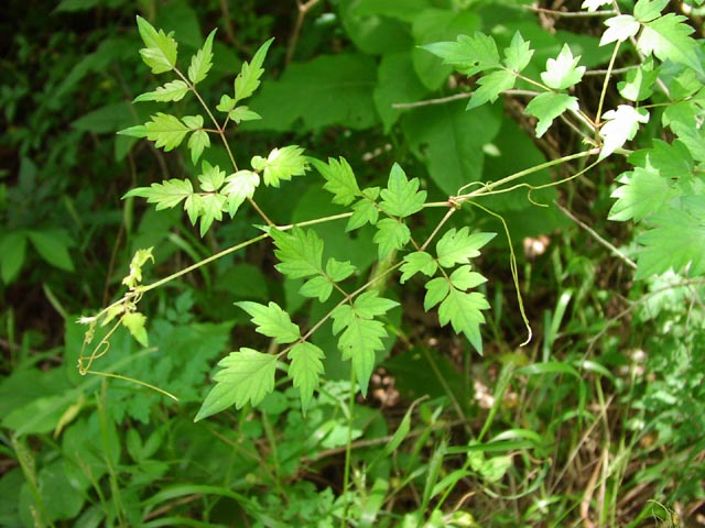 Ampelopsis arborea leaves2.jpg (75797 bytes)