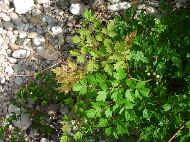 Ampelopsis arborea leaves6.jpg (101727 bytes)