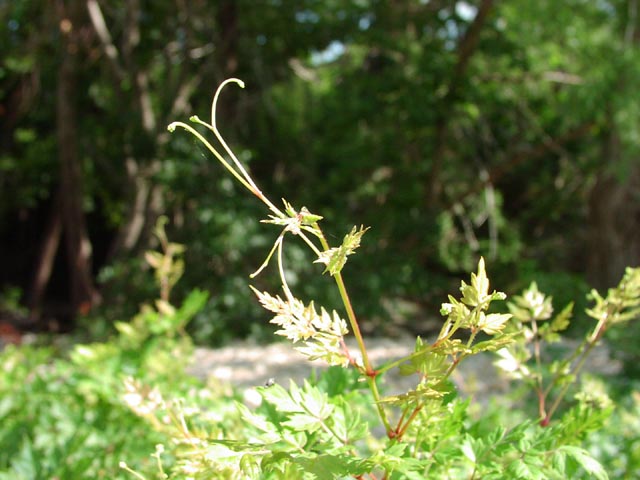 Ampelopsis arborea tendrils.jpg (58206 bytes)