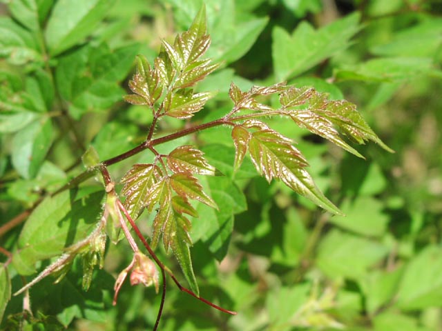 Ampelopsis arborea youngleaf.jpg (61365 bytes)