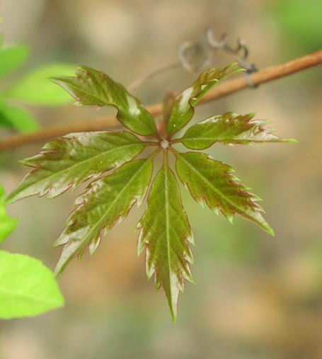 Parthenocissus heptaphylla youngleaf.jpg (28483 bytes)