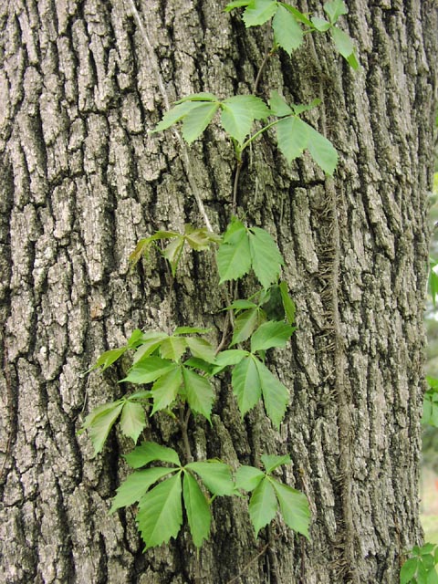 Parthenocissus quinquefolia vine.jpg (132401 bytes)