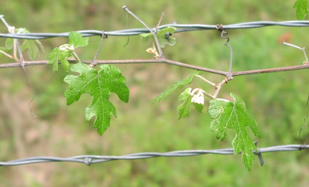 Vitis mustangensis tendrilsandleaves.jpg (36547 bytes)