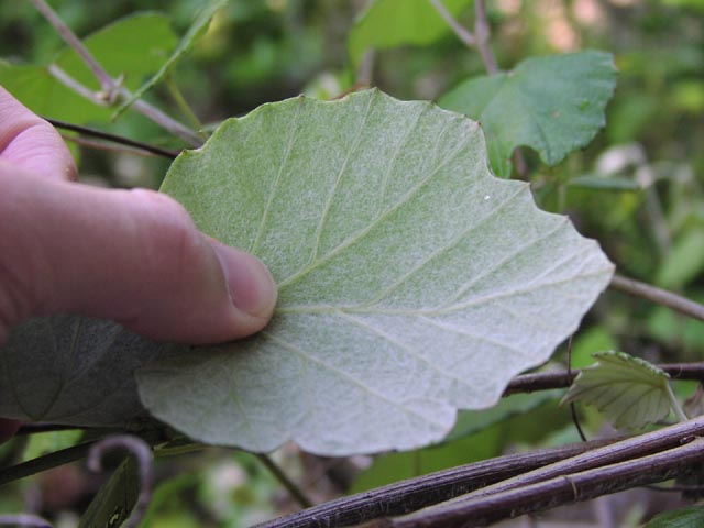 Vitis mustangensis tomentum.jpg (46276 bytes)