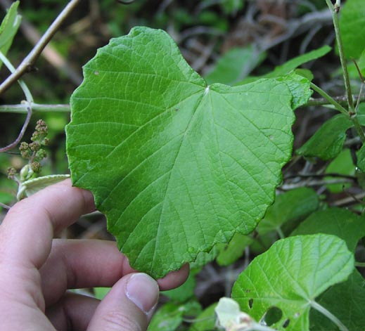 Vitis mustangensis typicalleaf.jpg (51658 bytes)