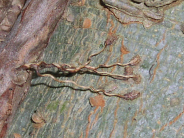 parthenocissus.quinquefolia.tendril.jpg (58648 bytes)