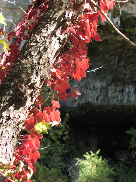 parthenocissus.quinquefolia2.JPG (123598 bytes)