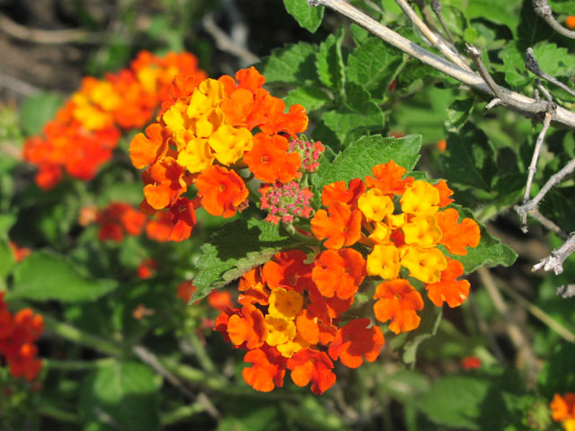 Lantana horrida flowers.jpg (91059 bytes)