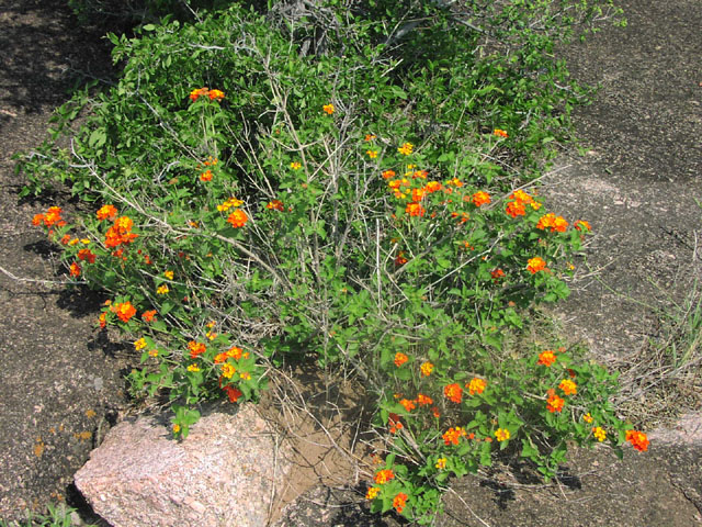 Lantana horrida habit.jpg (179436 bytes)