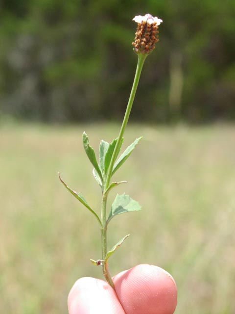 Phyla incisa inflorescencestem.jpg (25113 bytes)