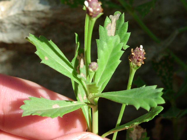 Phyla nodiflora leaves.jpg (48182 bytes)