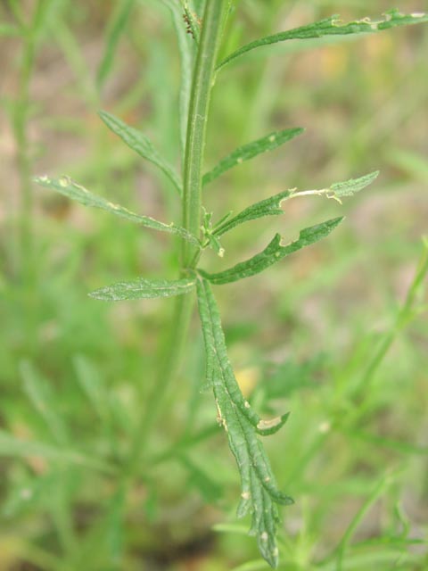 Verbena halei squarestem.jpg (32952 bytes)