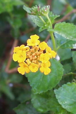 lantana.horrida.flw.jpg (18281 bytes)