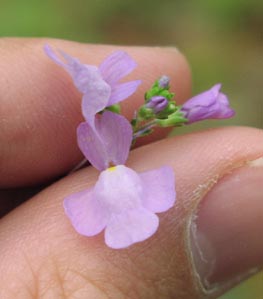 Linaria texana flower1.jpg (13688 bytes)