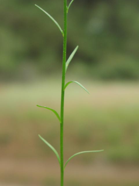 Linaria texana stemleaves.jpg (17378 bytes)