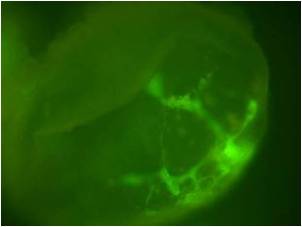 Blood vessel formation in whole EBs grown in media Blood vessel formation in whole EBs grown in media