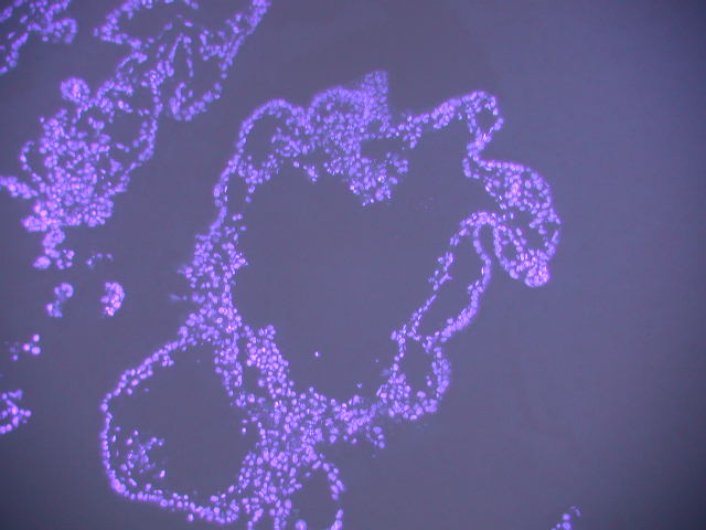 Sectioned EB stained for nuclei, using DAPI