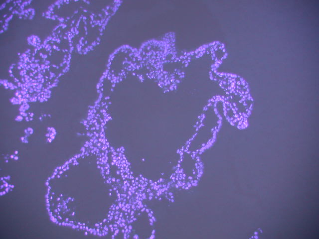 Sectioned EB stained for nuclei, using DAPI Sectioned EB stained for nuclei, using DAPI