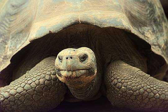 Galapagos tortoise photo