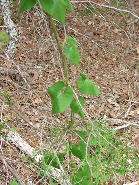 Matelea reticulata leaves4_sharp.jpg (130483 bytes)