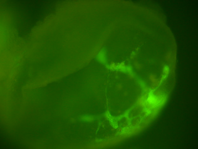 Blood vessels forming in embryoid bodies Blood vessels forming in embryoid bodies