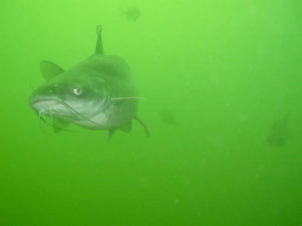 Catfish in Lake Travis Catfish in Lake Travis